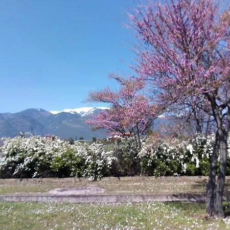 فيلة Anna ليبتوكاريا